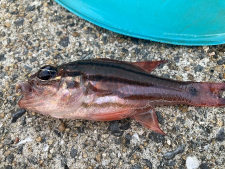 イナバ「とびつく」で・・・