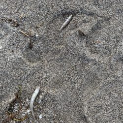 ライトタックルで