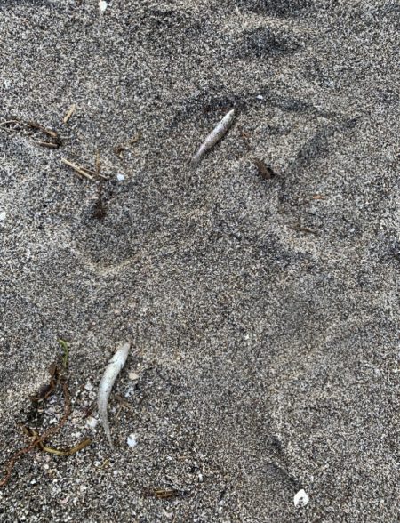 ライトタックルで