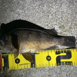 まだまだ釣れるめばめば太