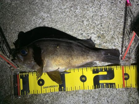 まだまだ釣れるめばめば太