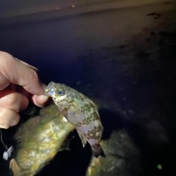 メバル釣れてます！