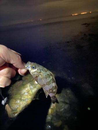 メバル釣れてます！