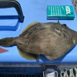 久しぶりのカワハギ