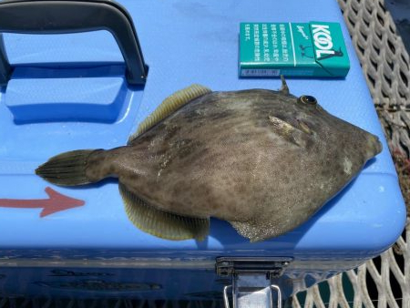 久しぶりのカワハギ