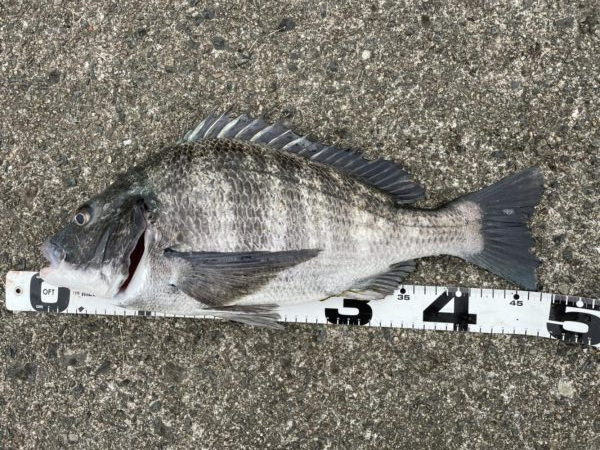 イチノ兄弟、釣果！