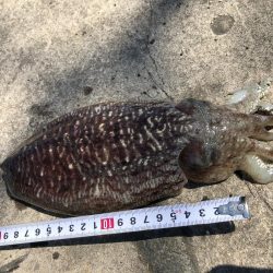 コウイカエギング