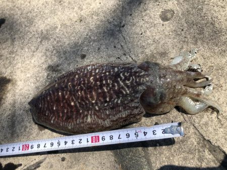 コウイカエギング