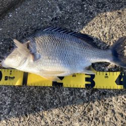 投稿２回目、本日はのんびりの筈が？