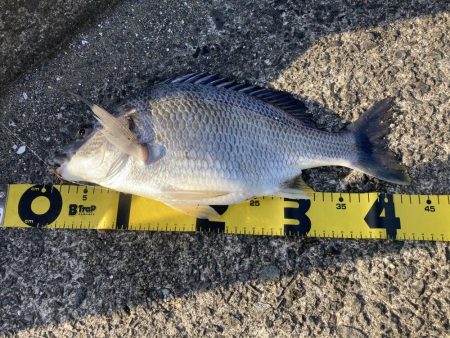 投稿２回目、本日はのんびりの筈が？