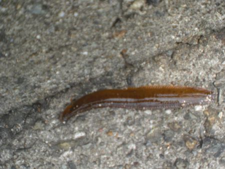 今日もアイナメ