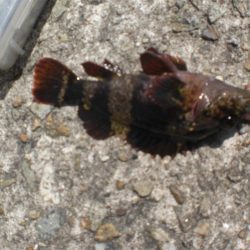 今日もアイナメ