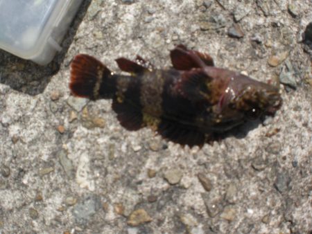 今日もアイナメ