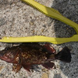 今日もアイナメ