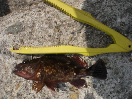 今日もアイナメ