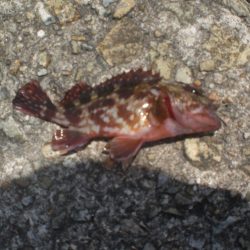 今日もアイナメ