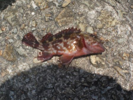 今日もアイナメ