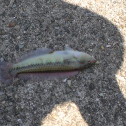 今日は淡路島で