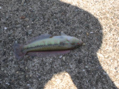 今日は淡路島で