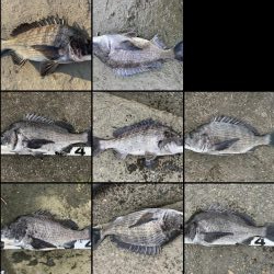 イチノ兄弟、釣果！