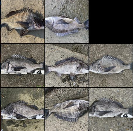 イチノ兄弟、釣果！