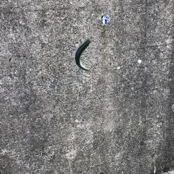 サビキでイワシとサバ祭り