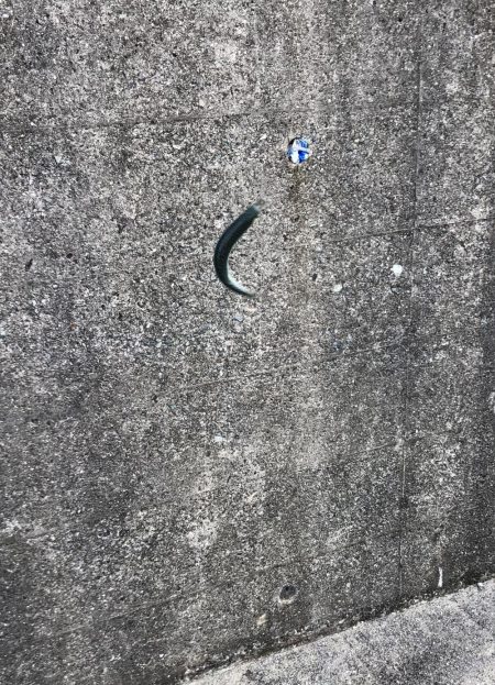 サビキでイワシとサバ祭り