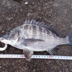 和歌山市某所で落とし込み　真チヌ４１ｃｍ以下計５枚