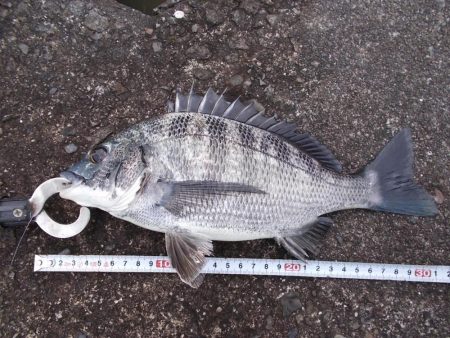 和歌山市某所で落とし込み　真チヌ４１ｃｍ以下計５枚