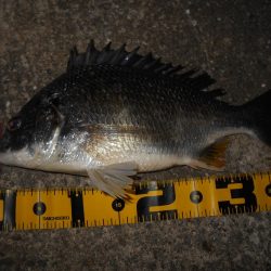 5/4バチパターン調査