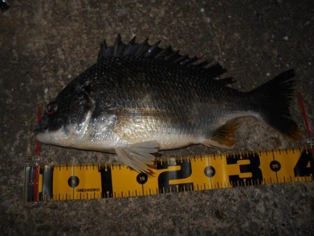 5/4バチパターン調査