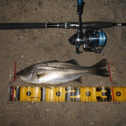 5/6バチパターン調査