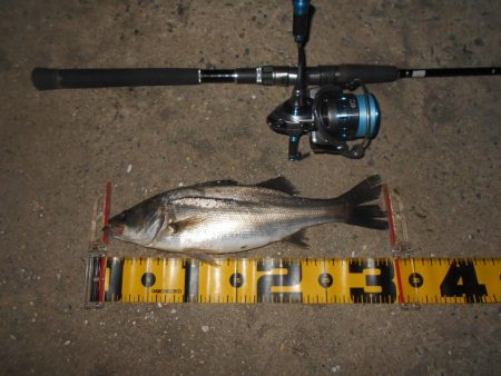 5/6バチパターン調査