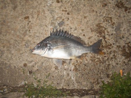 5/8バチパターン調査