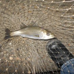 5/10バチパターン調査