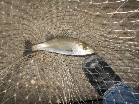 5/10バチパターン調査