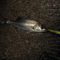 5/11バチパターン調査(淀川シーバス釣行)