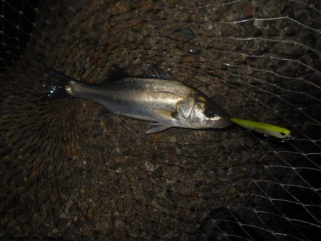 5/11バチパターン調査(淀川シーバス釣行)