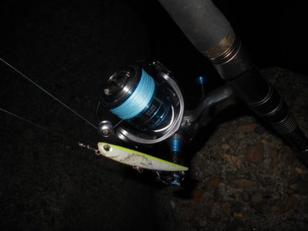 5/13バチパターン調査