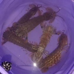 夜釣りでアイナメ