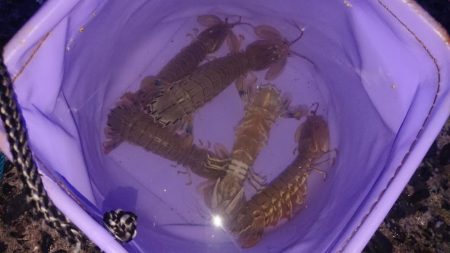 夜釣りでアイナメ