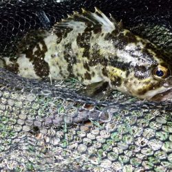 上げのシャローエリア