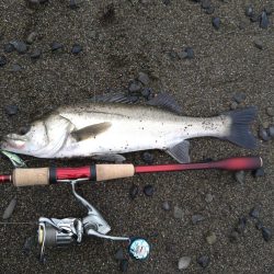 サーフでイカとシーバス