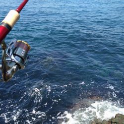 4年ぶりの春アオリ