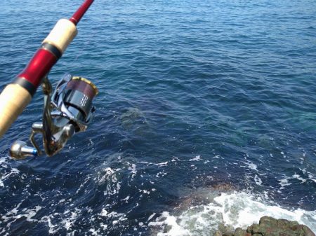 4年ぶりの春アオリ