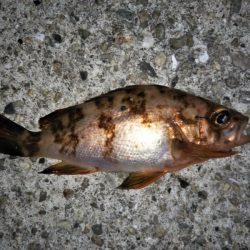 大きなメバルはどこへ？ part.Ⅵ