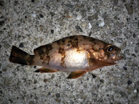 大きなメバルはどこへ？ part.Ⅵ