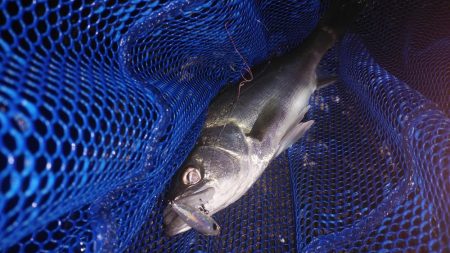 またまたメバリング