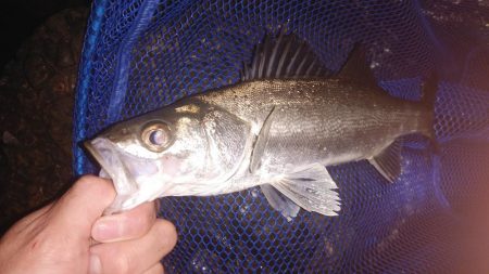 そろそろおわりかな?