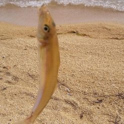 シロギスちょい投げ